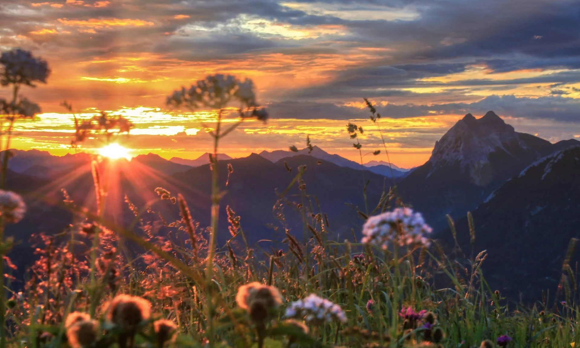 Vom Wanderhotel in Tirol direkt in die Natur Sonnenuntergang über Bergkette mit Wildblumen im Vordergrund