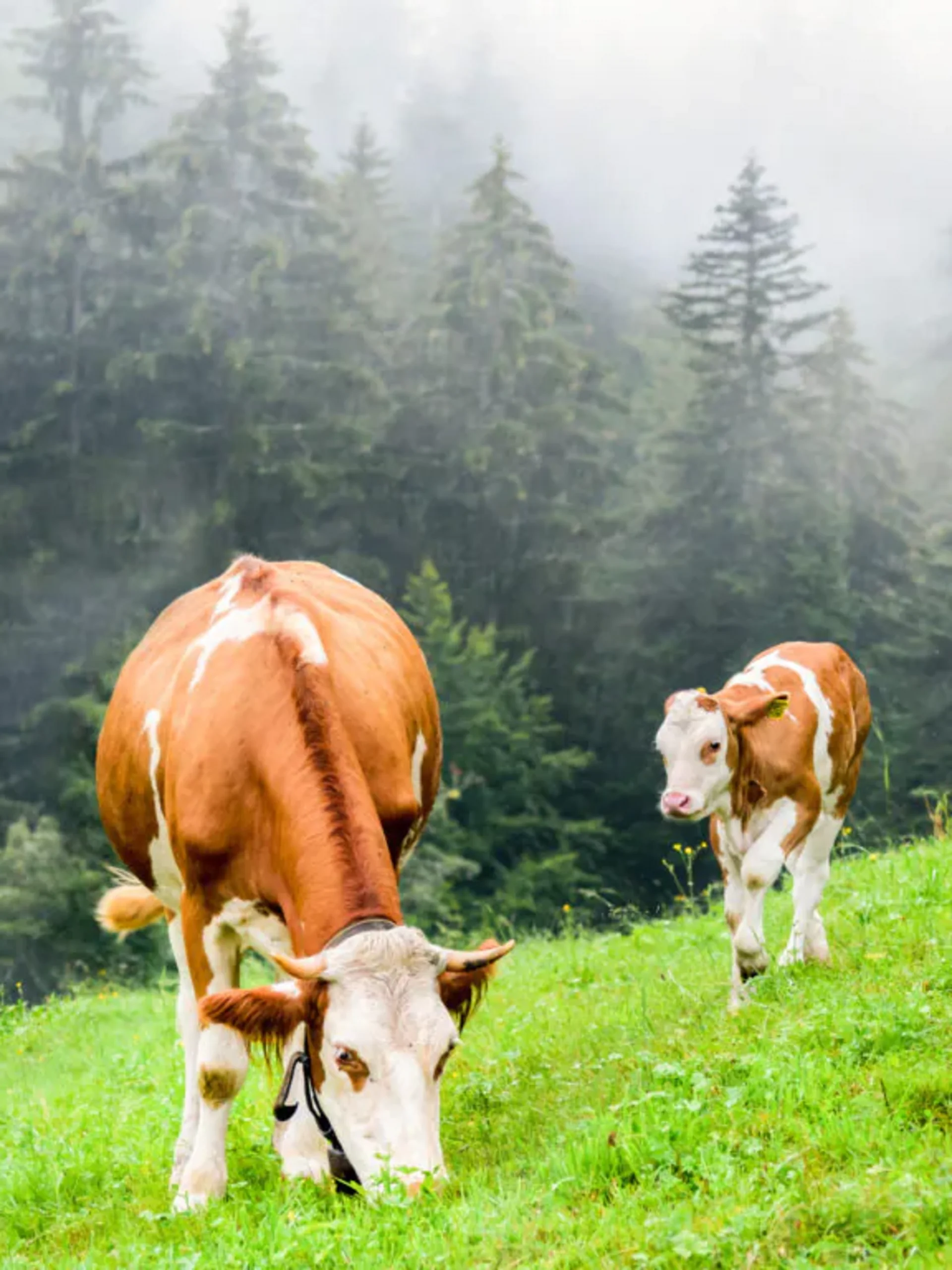 Urlaub im Familienresort in Österreich Kuh und Kalb grasen auf grüner Wiese vor nebligem Wald
